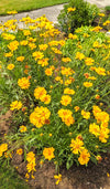 Lanceleaf Coreopsis