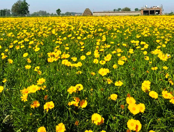 Lanceleaf Coreopsis