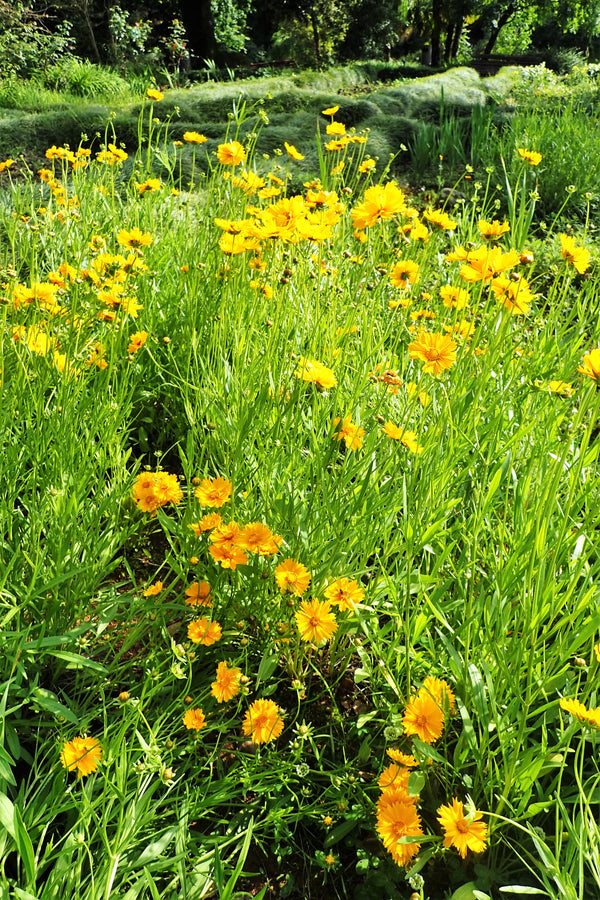 Lanceleaf Coreopsis