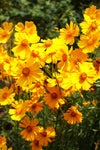 Lanceleaf Coreopsis