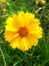 Lanceleaf Coreopsis