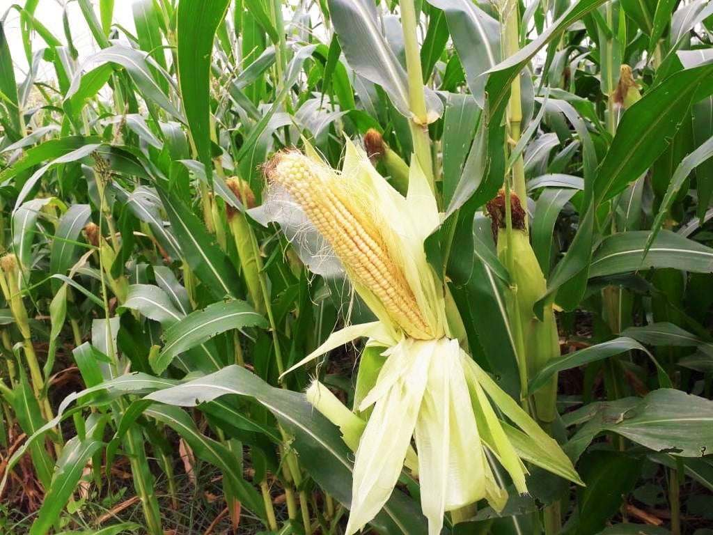 White Silver King Dent Corn Seeds | Open Pollinated Field Flint ...