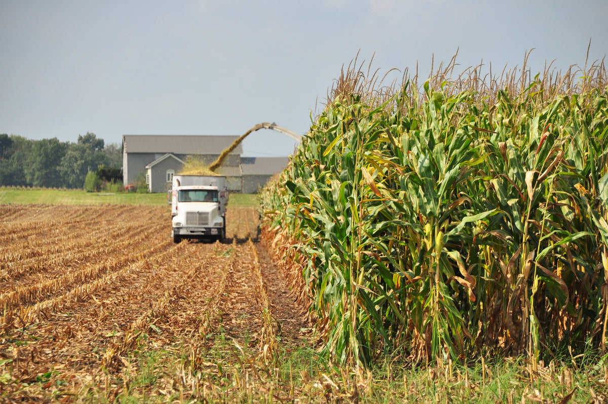 White Silver King Dent Corn Seeds Open Pollinated Field Flint