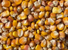 Wapsie Valley Grazing Corn