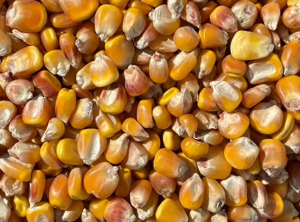 Wapsie Valley Grazing Corn