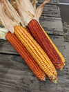 Wapsie Valley Grazing Corn