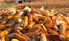Wapsie Valley Grazing Corn