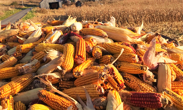 Wapsie Valley Grazing Corn