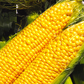 Jubilee Sweet Corn