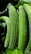 Metki Dark Green Armenian Cucumber