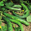 Metki Dark Green Armenian Cucumber