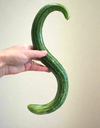 Painted Serpent Striped Armenian Cucumber