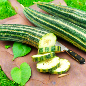 Painted Serpent Striped Armenian Cucumber