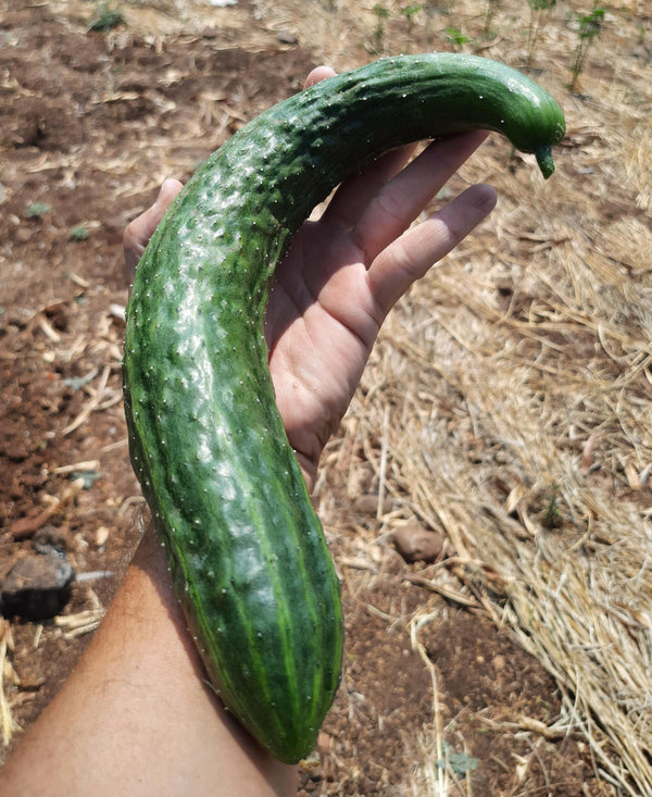 china jade cucumber plant China Jade Burpless Cucumber Seeds - For 2026 Planting Delicious Long
