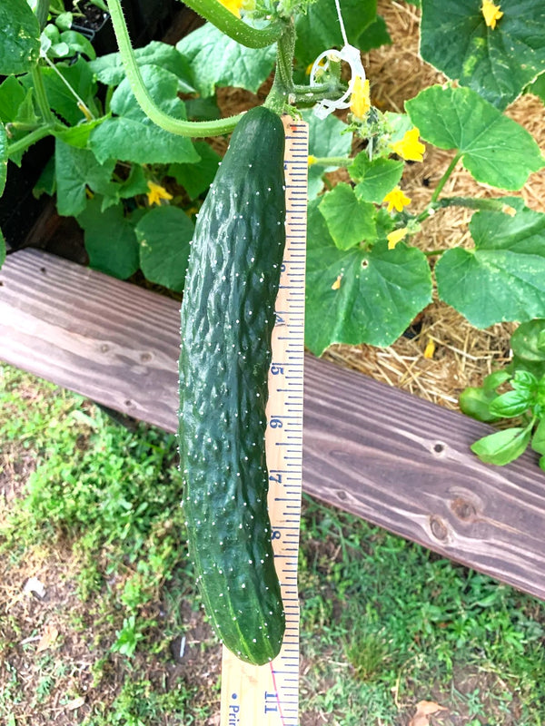 china jade cucumber plant China Jade Burpless Cucumber Seeds - For 2026 Planting Delicious Long