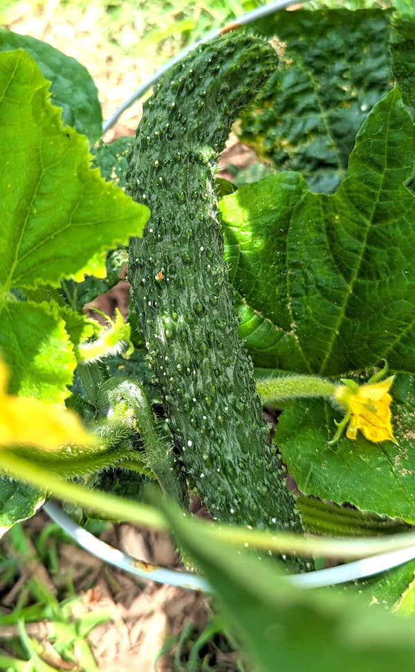 china jade cucumber plant China Jade Burpless Cucumber Seeds - For 2026 Planting Delicious Long