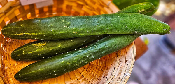 china jade cucumber plant China Jade Burpless Cucumber Seeds - For 2026 Planting Delicious Long