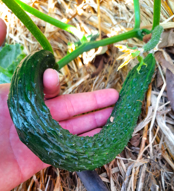 china jade cucumber plant China Jade Burpless Cucumber Seeds - For 2026 Planting Delicious Long