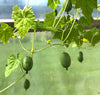 Cucamelon (Mexican Sour Gherkin)