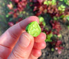 Cucamelon (Mexican Sour Gherkin)