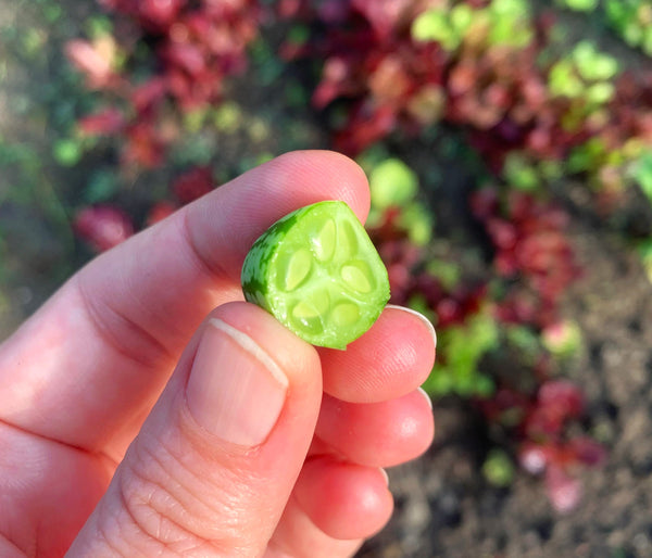 Cucamelon (Mexican Sour Gherkin)