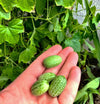 Cucamelon (Mexican Sour Gherkin)