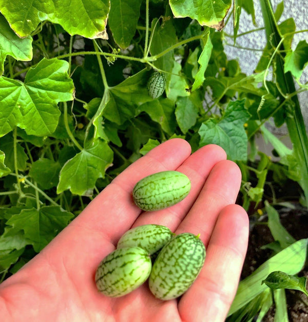 Cucamelon (Mexican Sour Gherkin)