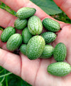 Cucamelon (Mexican Sour Gherkin)