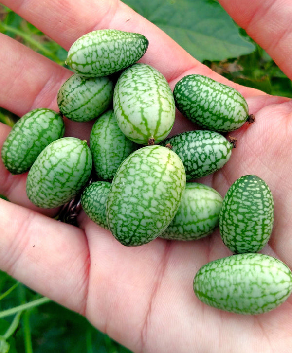 Cucamelon (Mexican Sour Gherkin)