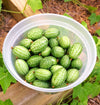 Cucamelon (Mexican Sour Gherkin)