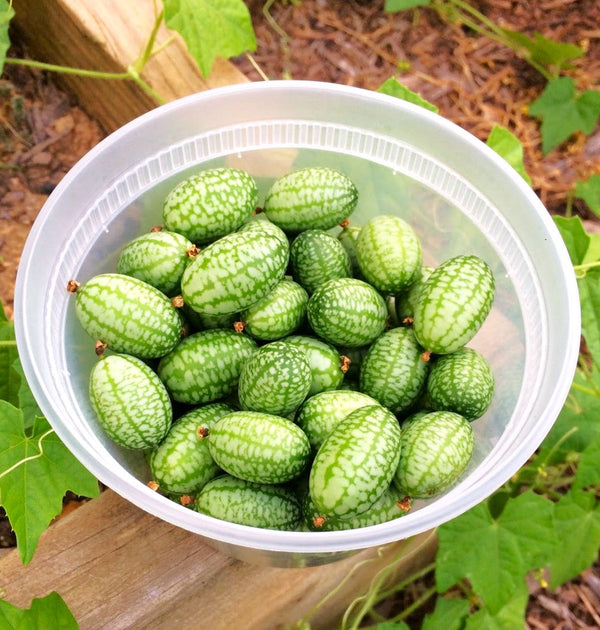 Cucamelon (Mexican Sour Gherkin)