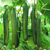 English Telegraph Burpless Cucumber (English Cucumber)