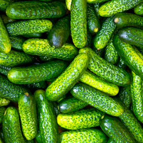 Parisian Gherkin Cucumber