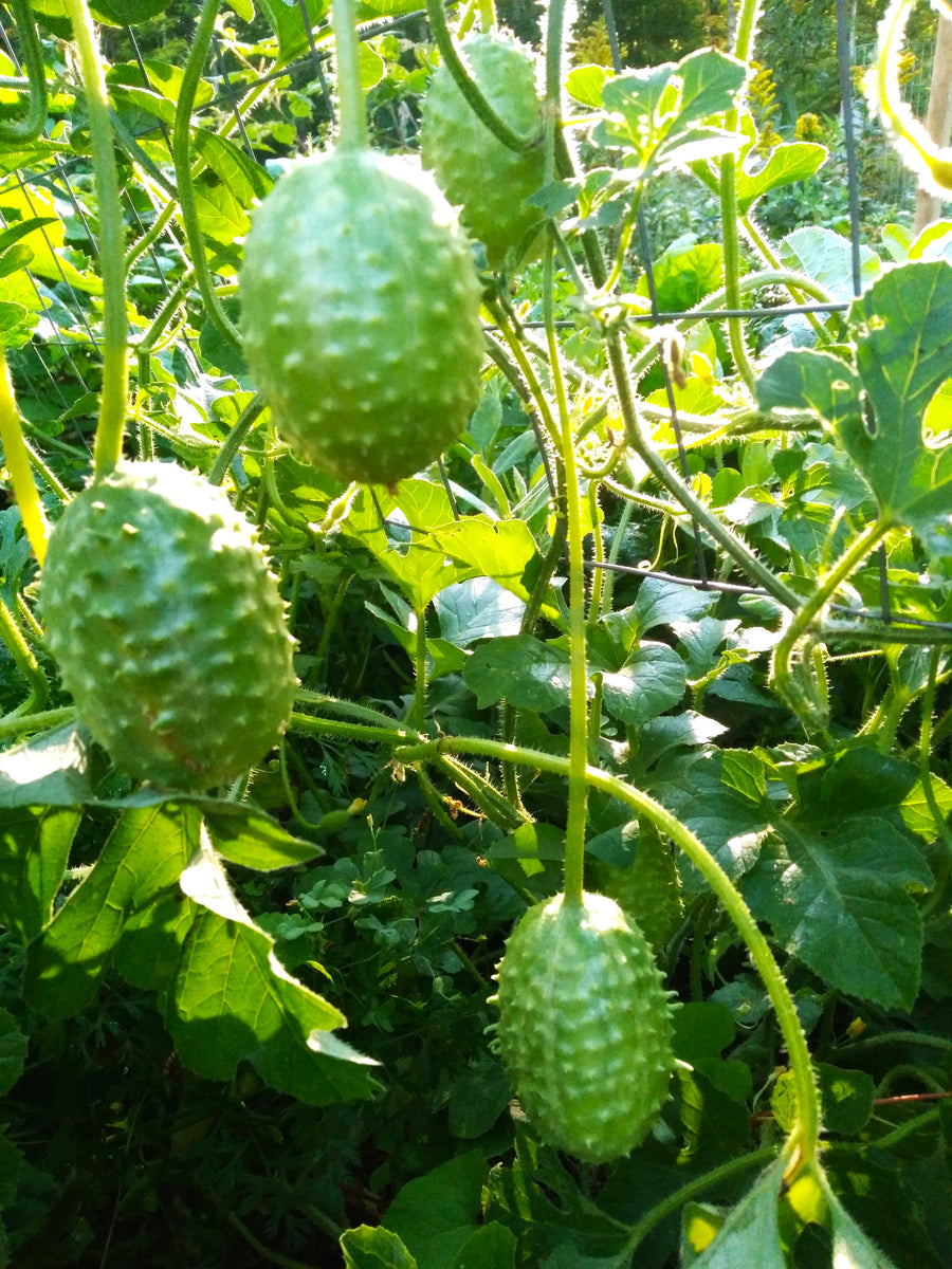 West Indian Gherkin Cucumber Seeds | Cucumis Anguria Burr Maroon Spiky ...