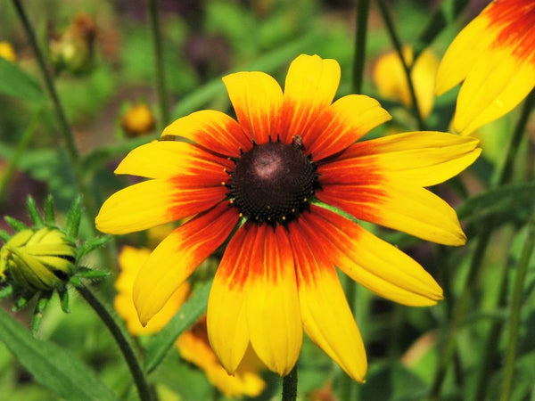 Gloriosa Daisy