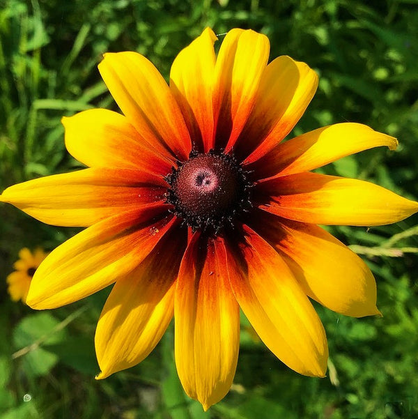 Gloriosa Daisy