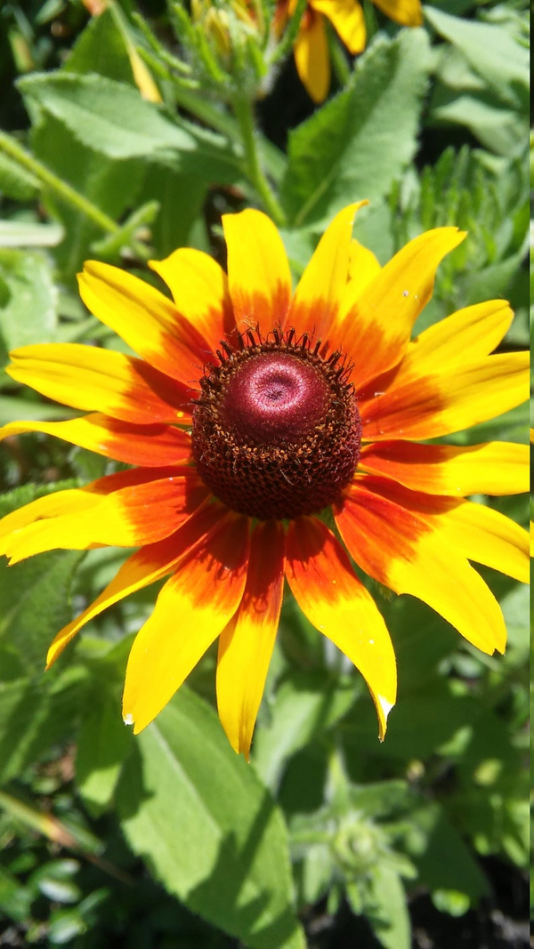 Gloriosa Daisy