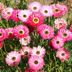 Pink Paper Daisy