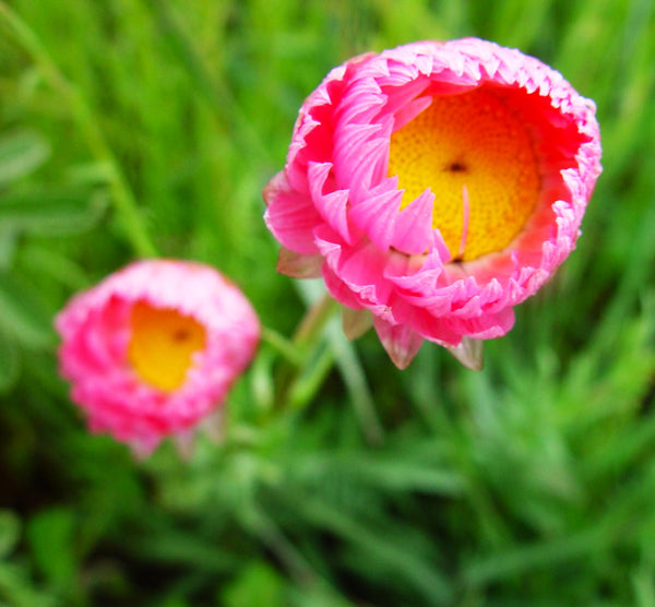 Pink Paper Daisy