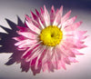 Pink Paper Daisy