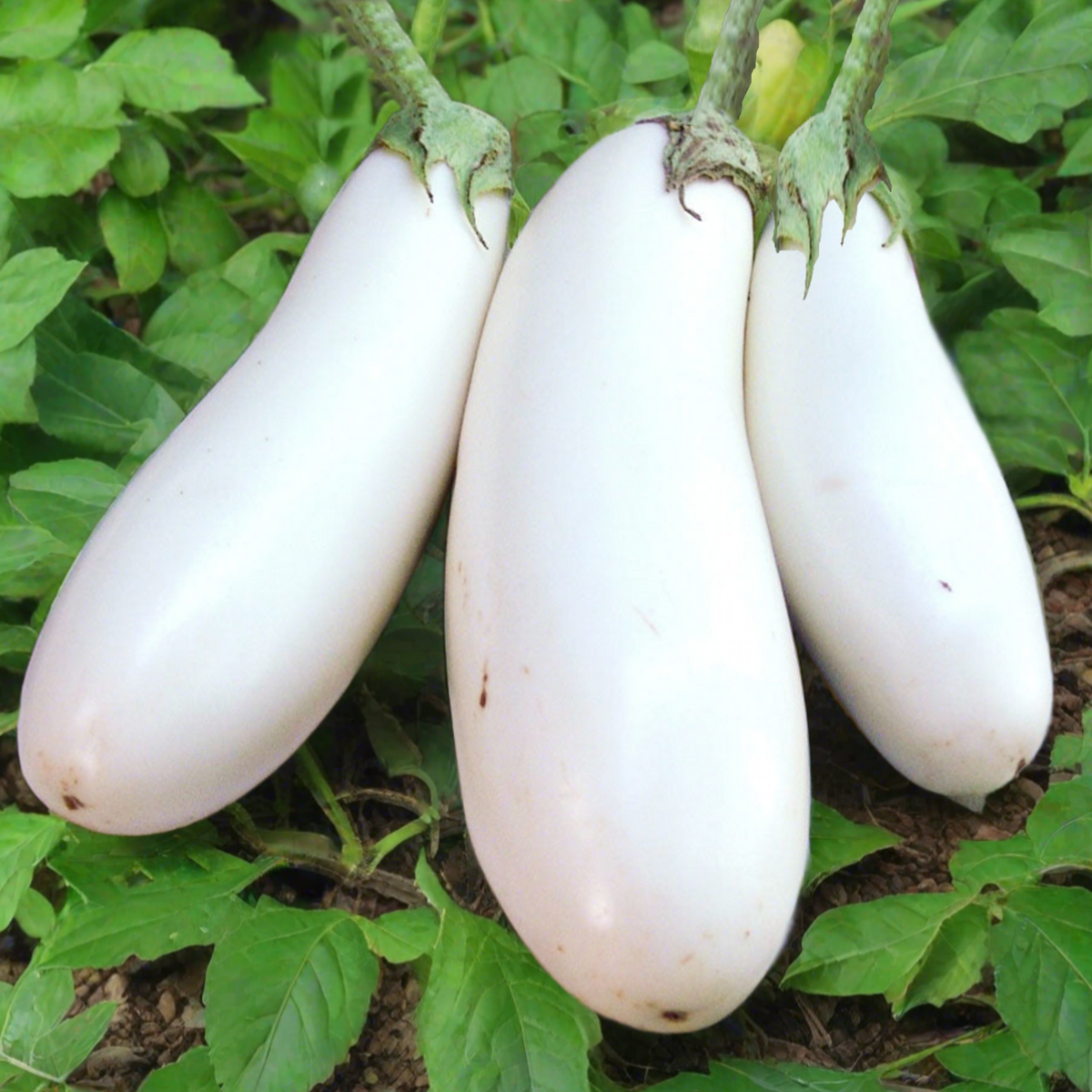 Casper Eggplant Seeds | White Aubergine Brinjal Melongene Guinea ...