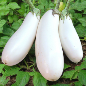 Casper White Eggplant