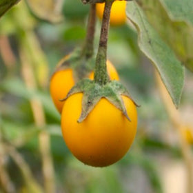 Golden Eggs Eggplant
