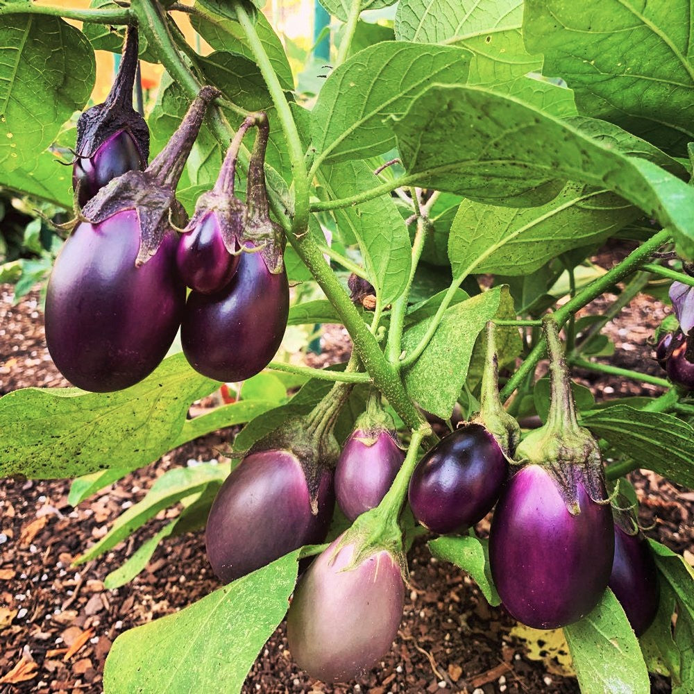 Indian Eggplant Seeds | Brinjal Ratna Small Baby Round Egg Aubergine ...