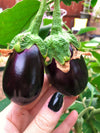 Indian Eggplant