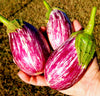 Pandora Striped Rose Eggplant