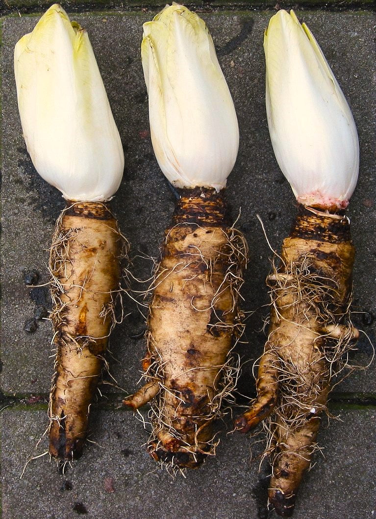 Belgian Endive Seeds (Witloof Chicory) | Pale Yellow White Leaf French ...