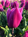 PRE-ORDER NOW! SHIPS OCT. 2023 - Purple Triumph Dutch Tulip Bulbs