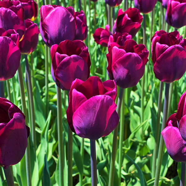 Purple Triumph Dutch Tulip Bulbs