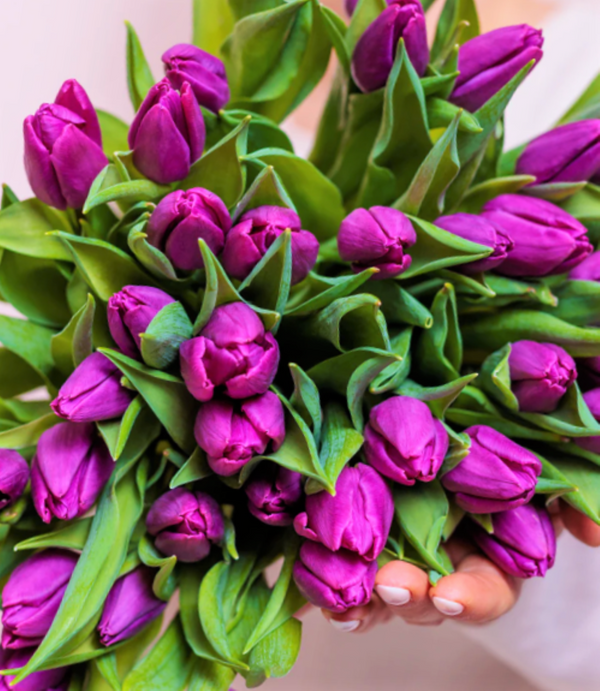 PRE-ORDER NOW! SHIPS OCT. 2023 - Purple Triumph Dutch Tulip Bulbs